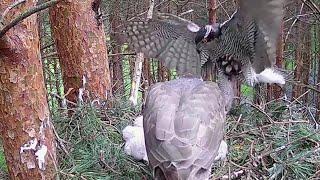 Goshawk(Accipiter gentilis)~Ruudi brings a prey to the nest~2:42 PM 2022/05/19