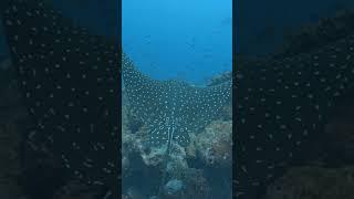 Have you ever glided alongside a spotted eagle ray? #nature #explore #life