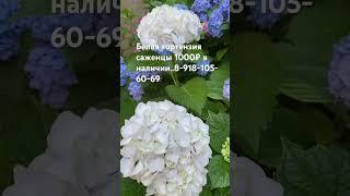 Гортензия крупнолистная белая срезочная-саженцы 1000₽.. #гортензии #гортензия