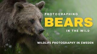 Spending the night in a BEAR HIDE - Wildlife Photography in Sweden