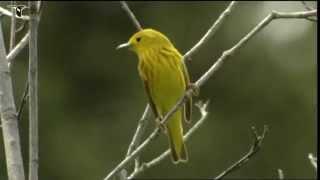 Yellow Warbler