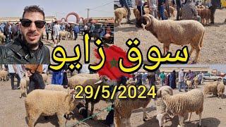 سوق زايو تراجع أسعار خروف هذا الصباح souk zaio nador