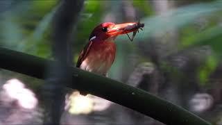 South Philippine Dwarf-kingfisher