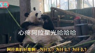 星光：为什么弟弟的笋比我多？奶爸奶妈更爱弟弟多一点吗？大熊猫星光 大熊猫和风 大熊猫星光和风 一方水土养一方熊猫 萌宠出道计划