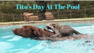 Tito The Raccoon Spends The Day At The Pool Ft. Penny