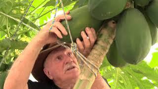 Harvesting Papaya