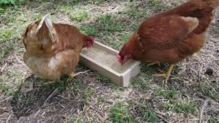 ISA Brown Chickens Eating Organic Layer Feed