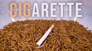 10 000 Mealworms vs. CIGARETTE