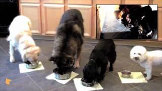 FINE-TUNED CANINES fine-dining: Florida Board and Train doggie camp