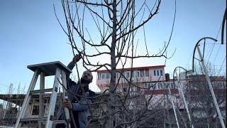 6 year old (HDP) High Density Orchard Pruning@avnishchauhanavodhali8034