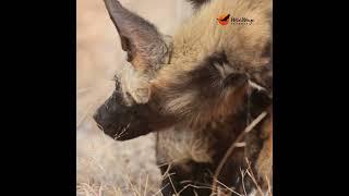 Young wild dogs on the move!  #wildlife #krugersafari #krugerparksafari #wilddog #krugerparksafaris