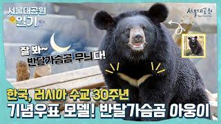 서울대공원 대표 모델, 반달가슴곰 가족의 ‘아웅다웅’ 겨울나기 준비 | Asiatic Black Bear family's preparation for winter.