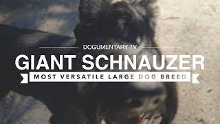 The Shocking Versatility of Giant Schnauzers