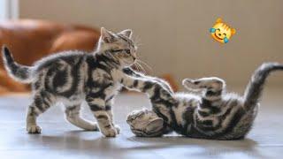 Funny Videos Of Kittens  Try Not To Laugh  Funniest Animals 2024 