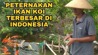 PETERNAKAN IKAN KOI TERBESAR DI INDONESIA CRC KOI FARM