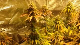 Gumps Greenhouse ( organic grow,  days from harvest)