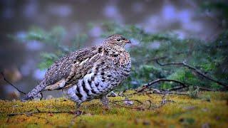 RUFFED GROUSE Hunting Like This Is BANNED in Most Places!!