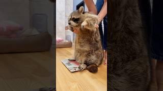 Енот Тёма опять поправился