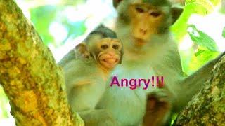 BABY MONKEY ALBA ANGRY MOM ANNA WEANING MILK HER MILK, BABY ALBA NEED MORE MILK...