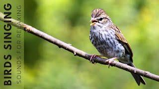 Birds Singing - Birdsong Helps Relieve Stress, Heal the Heart and Mind, and Calm the Nervous System