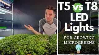 BEST CHEAP LED Lights for Growing Microgreens!?! Barrina T5's vs T8's