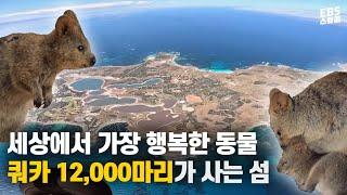 ※광대주의※ 쿼카 12,000마리가 사는 천국 같은 섬