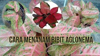 Cara Menanam Bibit Bunga Aglonema Agar Cepat Hidup Subur