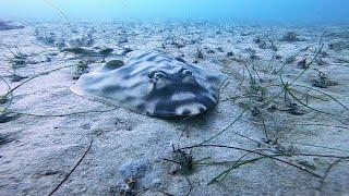 Scuba Diving La Jolla Beach Shores, San Diego, California Open Water