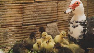 Bases de la Genética de Colores del Pato Mudo - Serán Lavanda Nuestro Patos o nos han Timado?