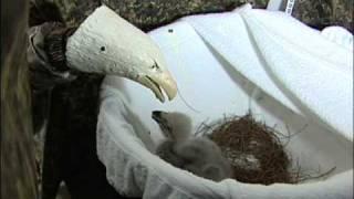 Eagle Egg Rescue / Feeding AEF)