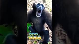 gibbon monkey sounds  animal behaviour viral video