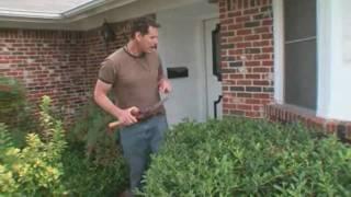 Landscaping Tips: How to Trim Bushes & Trees Near Your Home - Home Made Simple