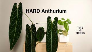 My HARDEST Anthurium + Mini Cabinet Tour