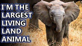 African Elephant facts: the largest living land animals | Animal Fact Files