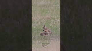 Determined Baby RED Fox Refuses to let Family SLEEP 