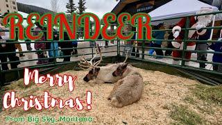 Christmas Reindeer at Big Sky Village in Montana!