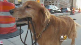 Chicago Dog Walks Himself