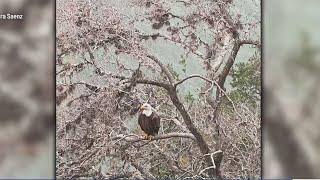 VIDEO: Bald eagle takes flight over Lake Austin