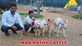 Nadipathy  cows | Below 02 Feet | Nadipathy Goshala | Yeleswaram #cow #insta #yt #animals #bull