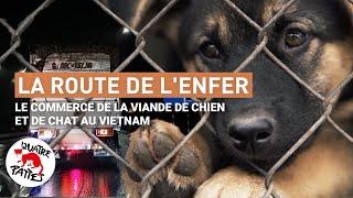 Highway to Hell: où les animaux meurent | QUATRE PATTES