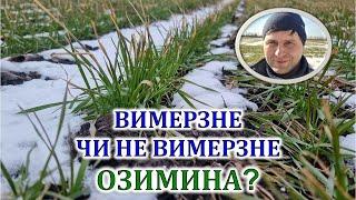 Вимерзне чи не вимерзне озимина?