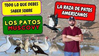 PATOS MUDOS CARACTERÍSTICAS 🪿. PATO MUSCOVY, PATO CRIOLLO, PATO REAL 🪿