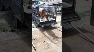 sapi lucu jumping lari #shorts #lucu #unloading #cow #lembu