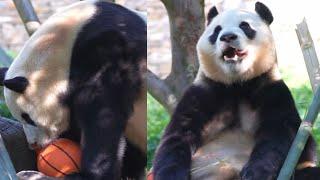 9.4 Panda Fu Bao Part 1 #new #daily #update #panda #fubao #푸바오 #fyp #viral #pandalife #pandalove