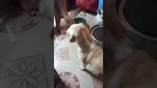 Hungry Dog Comes Home for Biscuits 