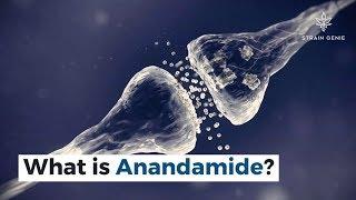 What is Anandamide?