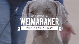 WEIMARANER BIG GAME HUNTER TO BIRD DOG