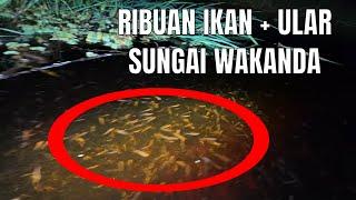 IKAN DAN HEWAN WAKANDA BERGEMBIRA MENYAMBUT ONGAH ABU NAWAS TURUN NOMBAK SETELAH CUTI HAMPIR 6 BULAN