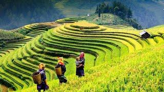 Exploring Sapa. North Vietnam, Mountains, traveling by motorbike, Yao people village. ASMR. 4K.