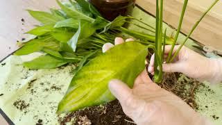 No.29 Spathiphyllum. Why can a part of the plant wither? Transplanting with the division of the bush